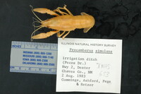 Image of Procambarus simulans